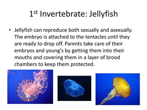 are fish invertebrates|Are jellyfish vertebrates or invertebrates .